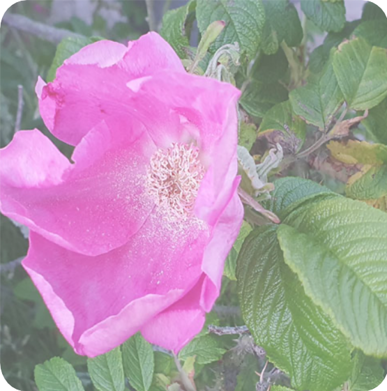 blume